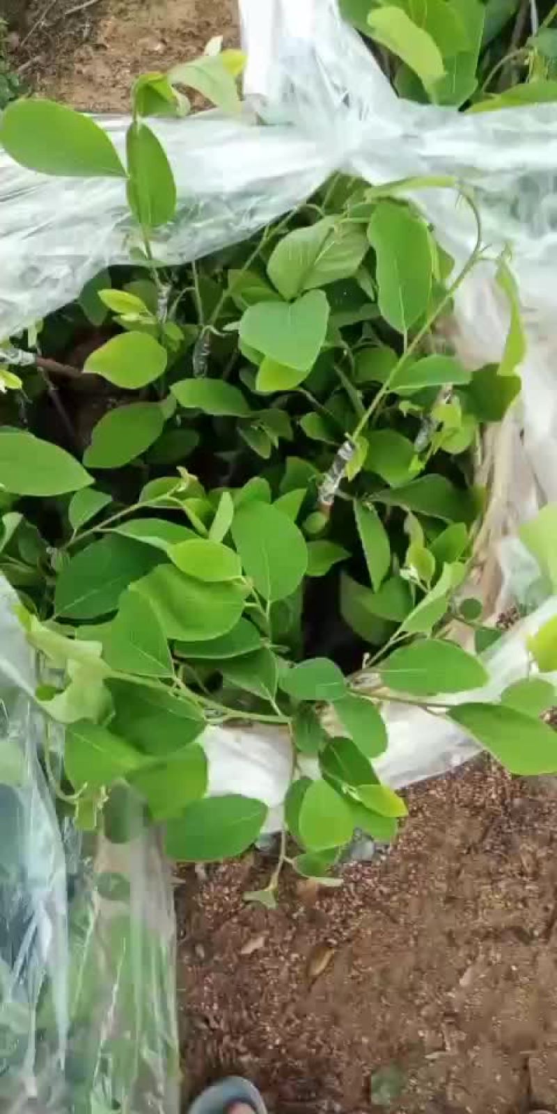 凤梨释迦苗各种规格台湾凤梨释迦苗。