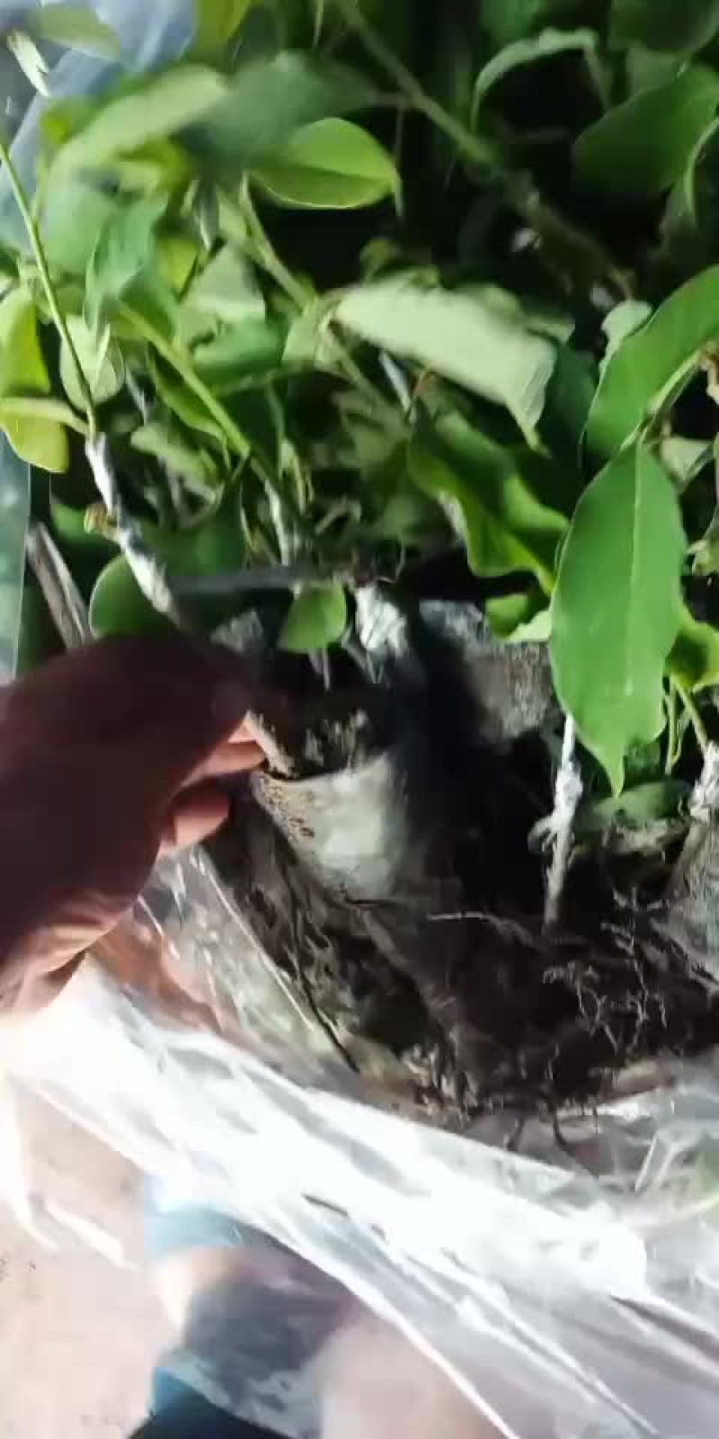 凤梨释迦苗各种规格台湾凤梨释迦苗。