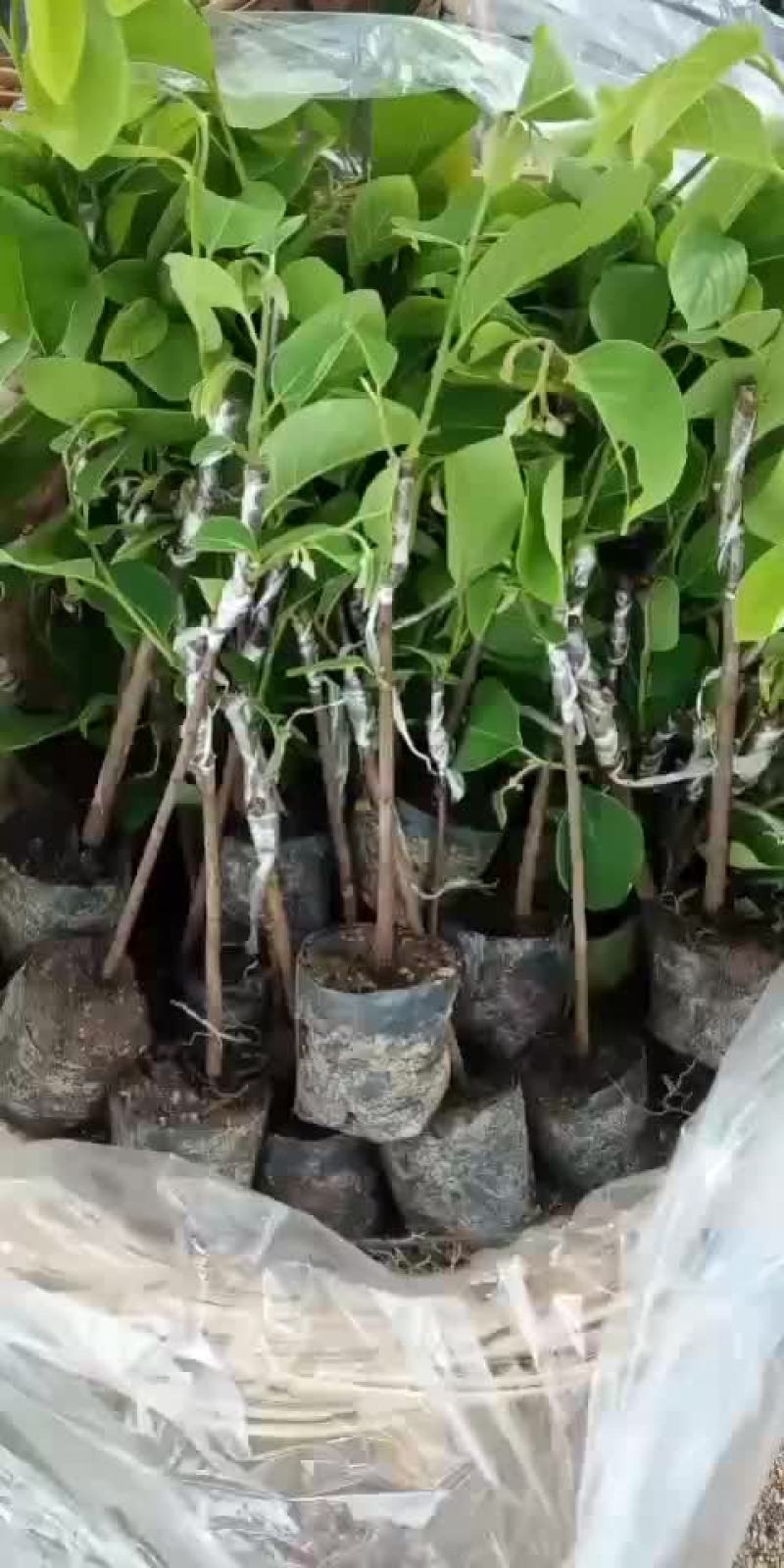 凤梨释迦苗各种规格台湾凤梨释迦苗。