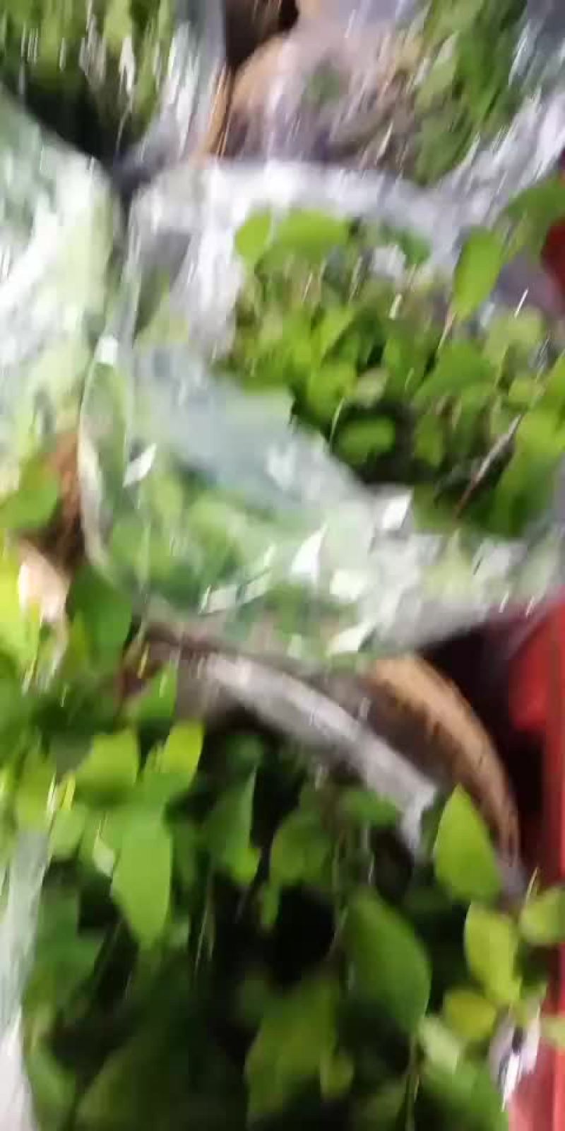 凤梨释迦苗各种规格台湾凤梨释迦苗。