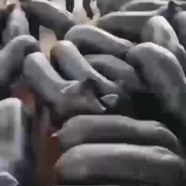 母猪