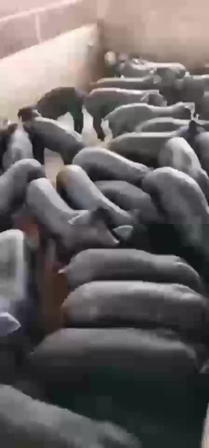 母猪