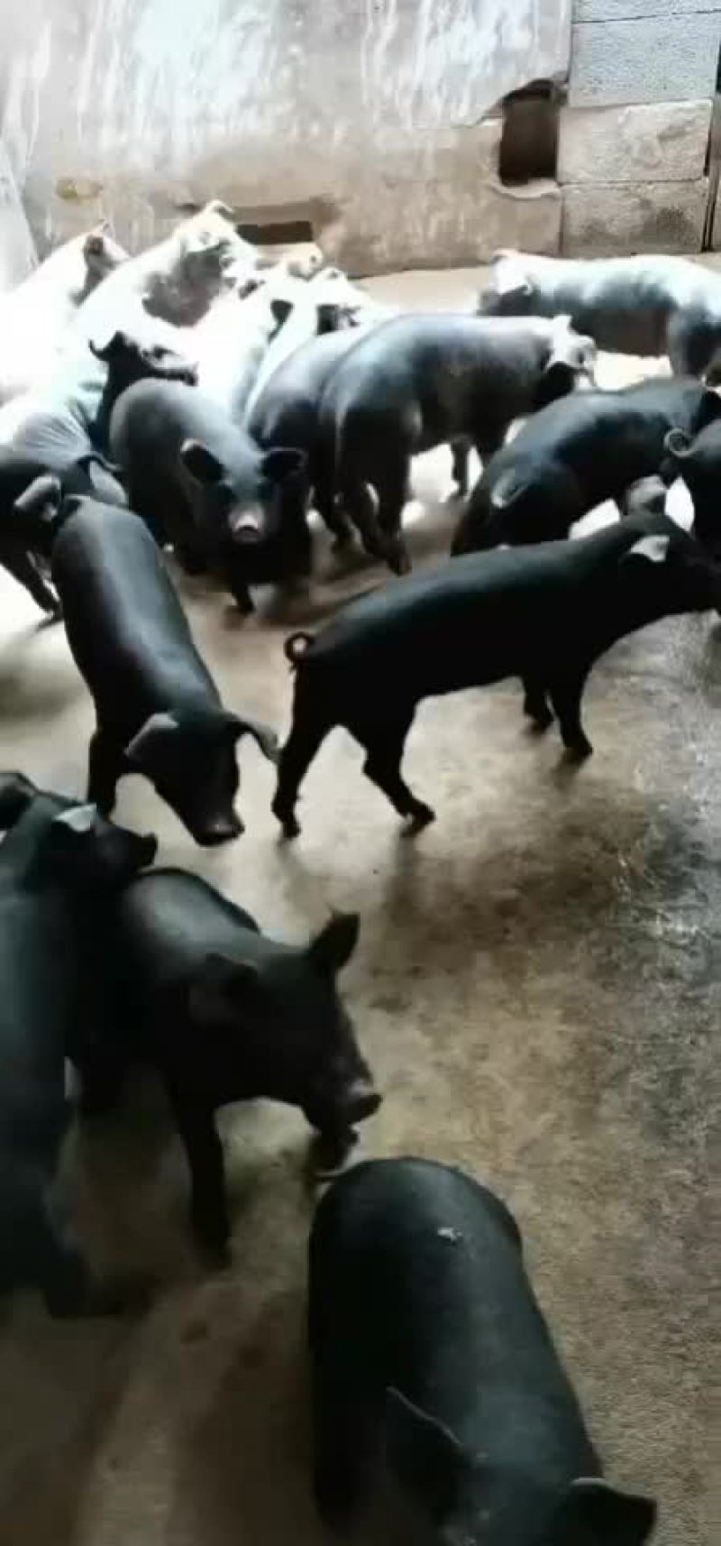 母猪