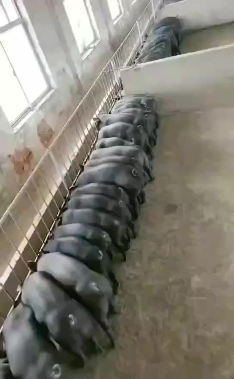 母猪