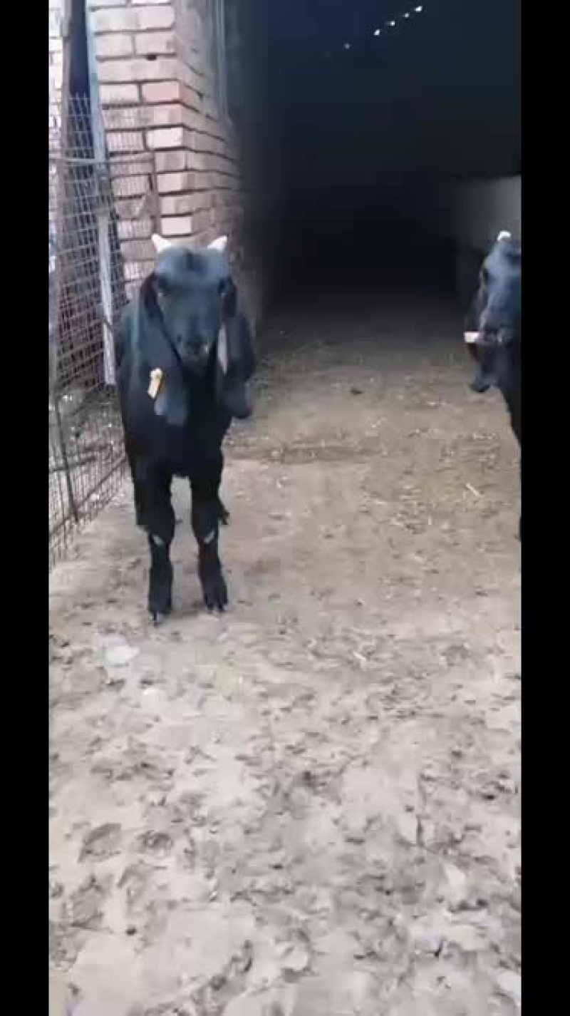 黑山羊