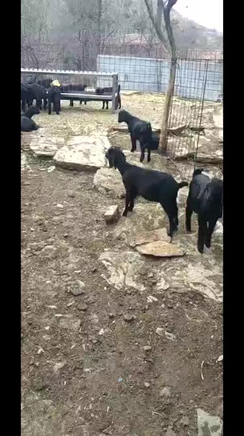 黑山羊
