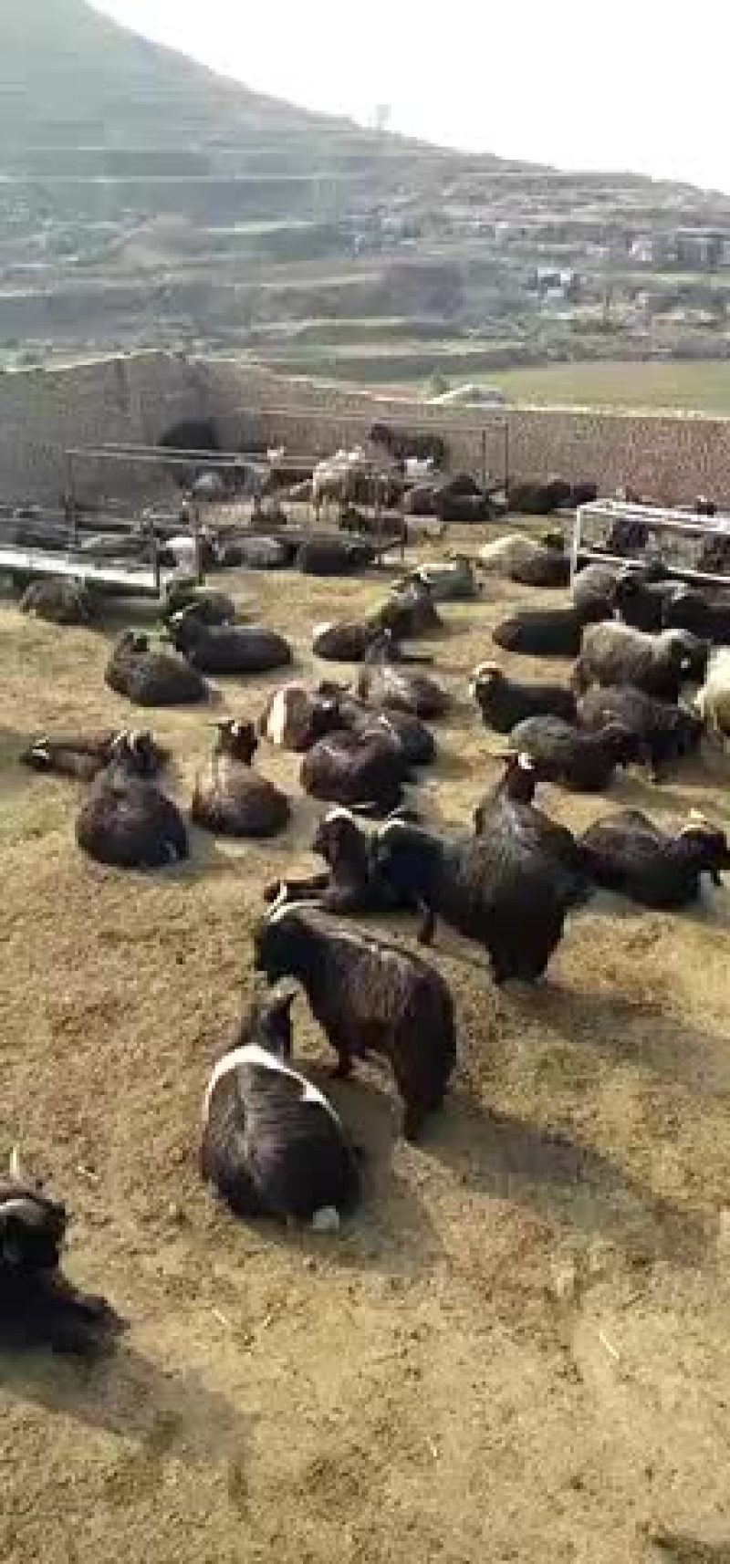 黑山羊