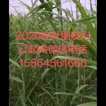 端午节棕叶欢迎订购