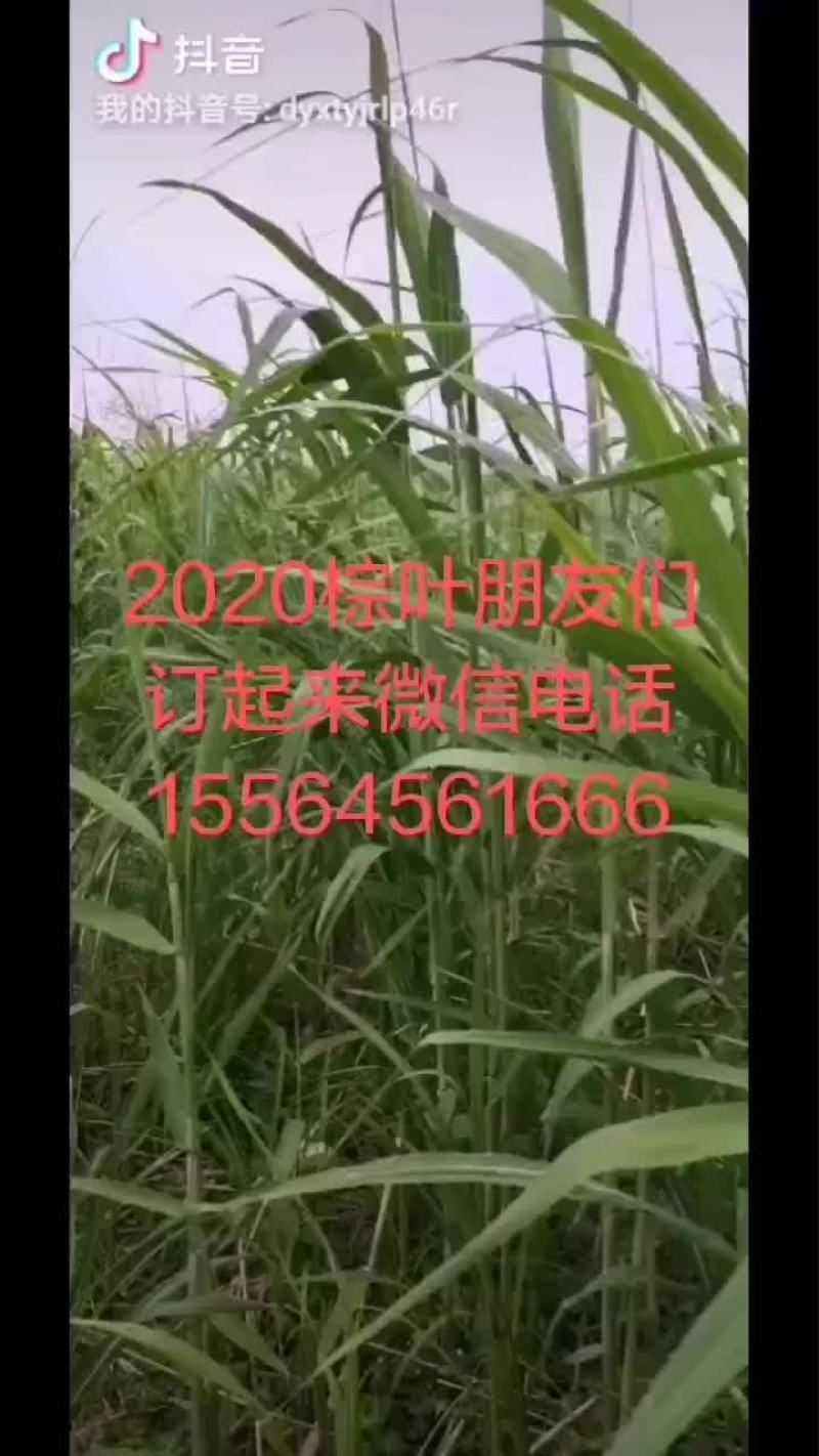 端午节棕叶欢迎订购