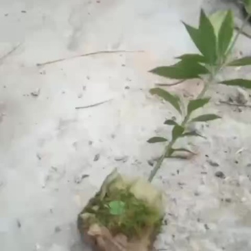 精品金丝楠木苗，各种规格都有