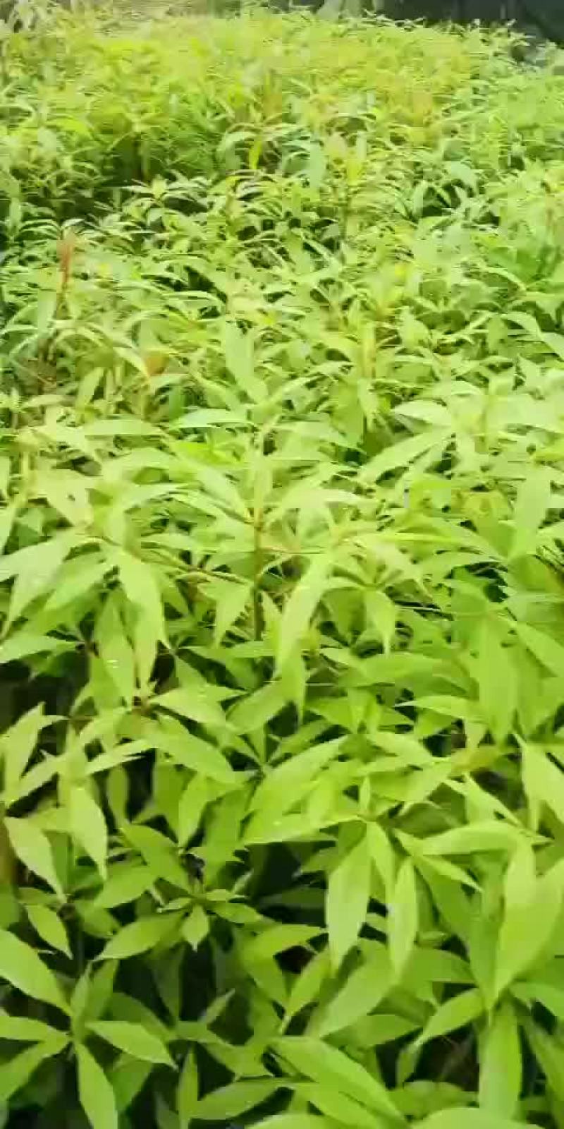 精品金丝楠木苗，各种规格都有