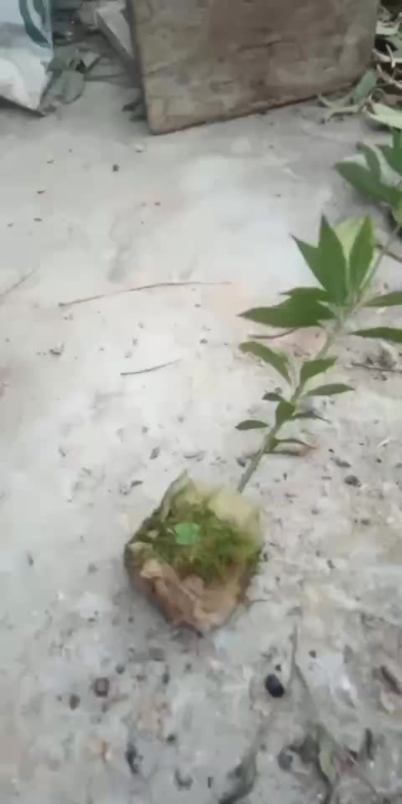 精品金丝楠木苗，各种规格都有