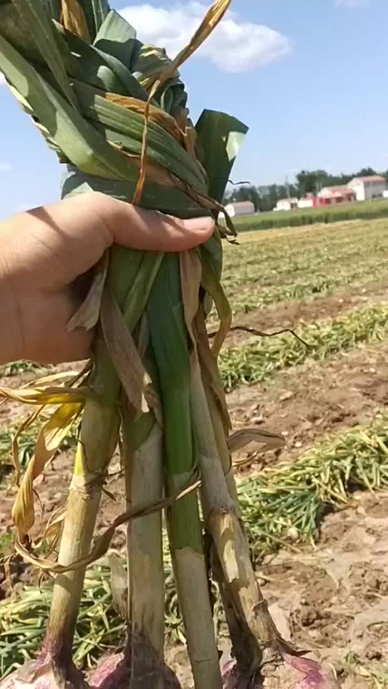 大名蒜种