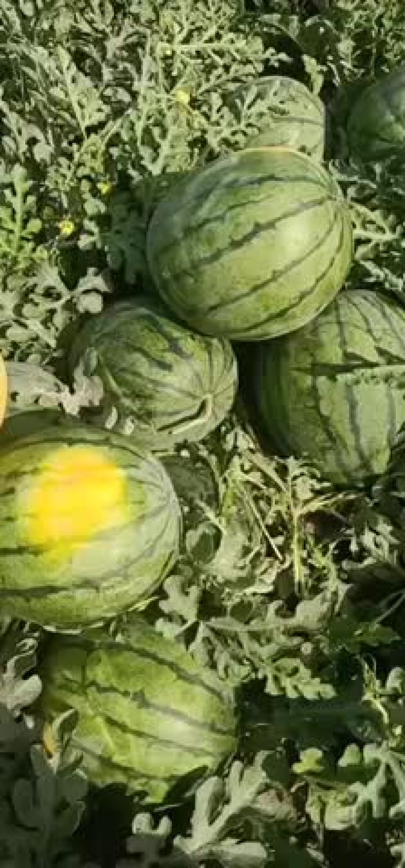 新疆吐鲁番西瓜、甜瓜