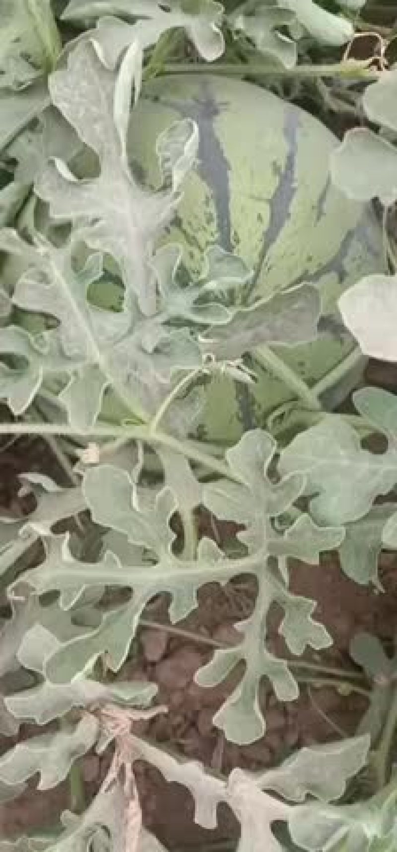 新疆吐鲁番西瓜、甜瓜