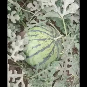 新疆吐鲁番西瓜、甜瓜