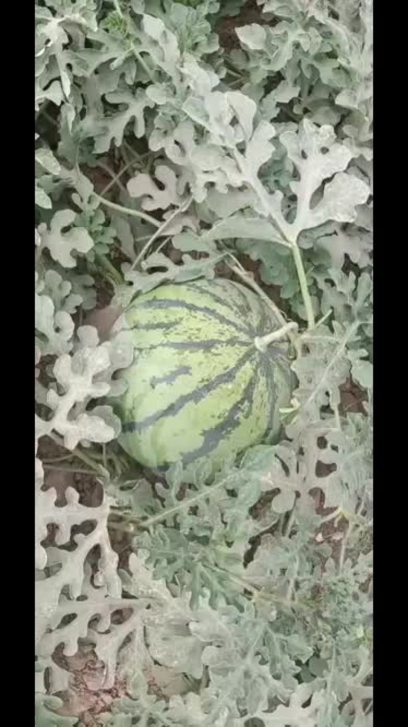 新疆吐鲁番西瓜、甜瓜