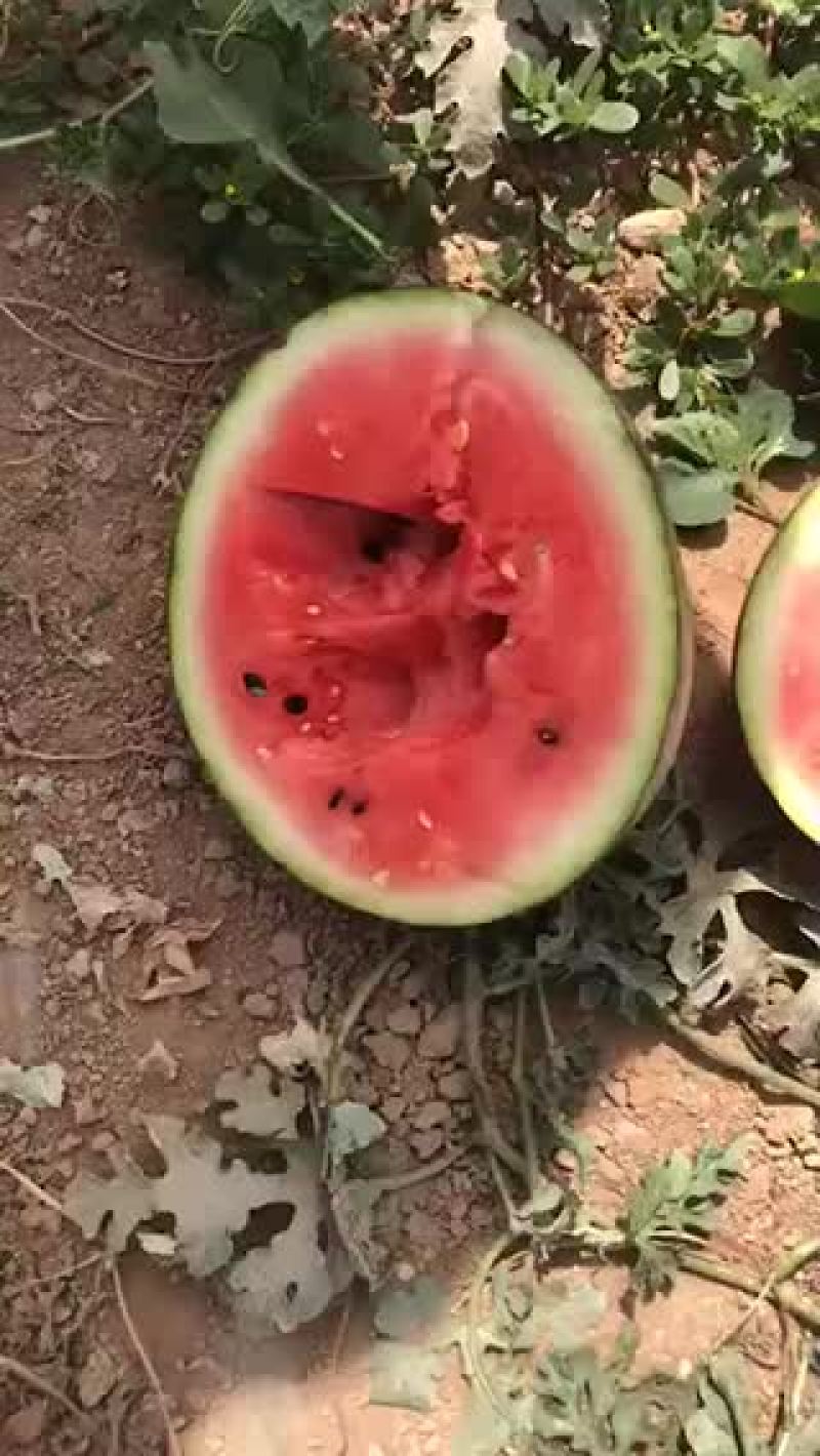 新疆吐鲁番西瓜、甜瓜