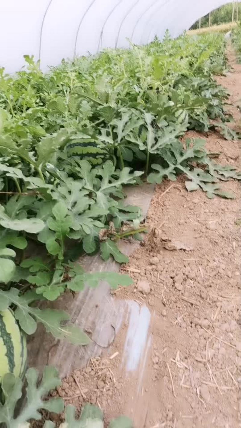 山西运城的夏县宝宝脆8424