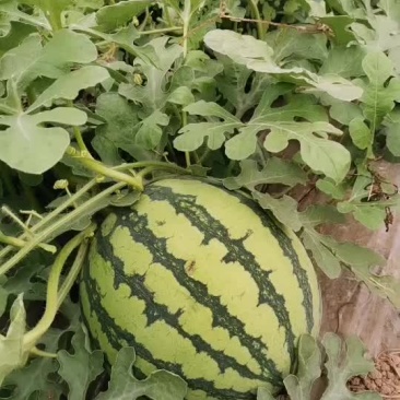 山西运城的夏县宝宝脆8424