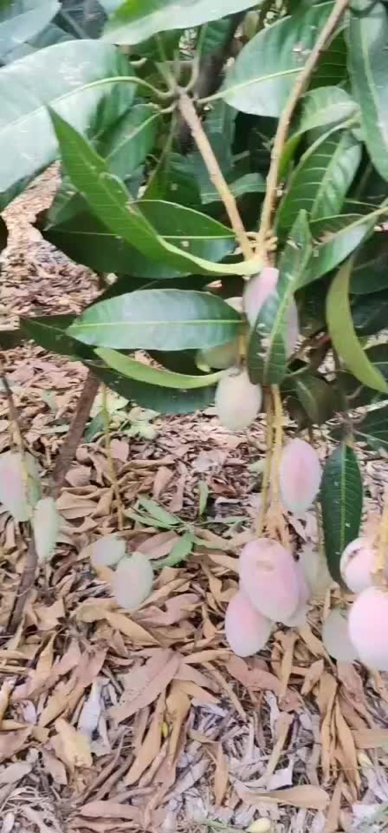贵妃芒