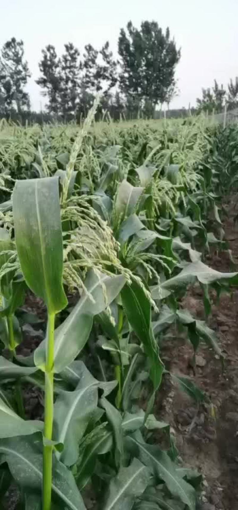 甜玉米，个大，没虫，有需要的联系