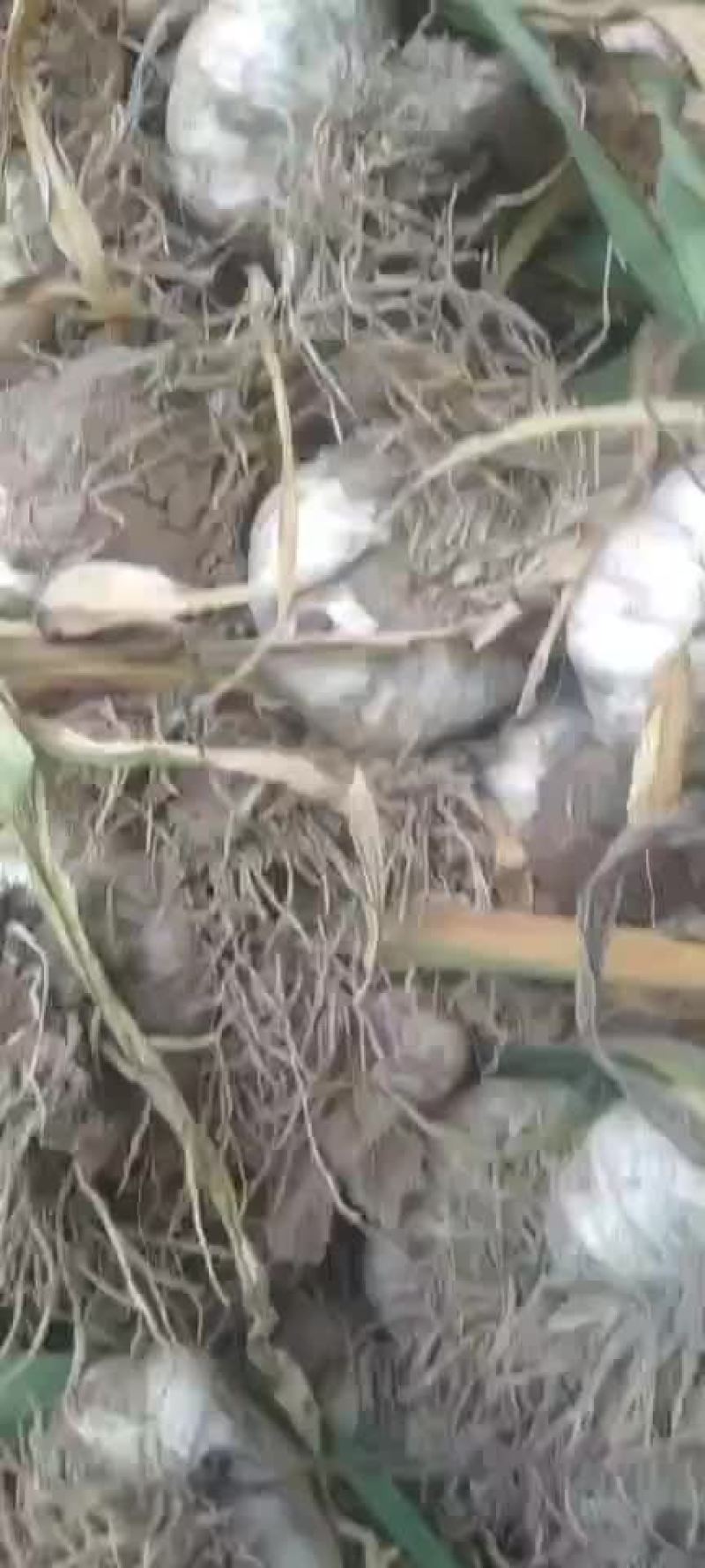 临清优质大蒜
