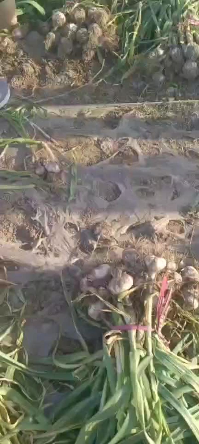 临清优质大蒜