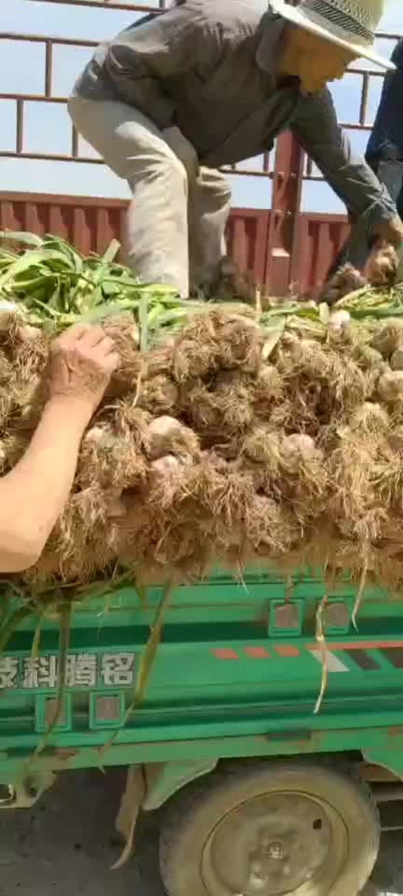 临清优质大蒜