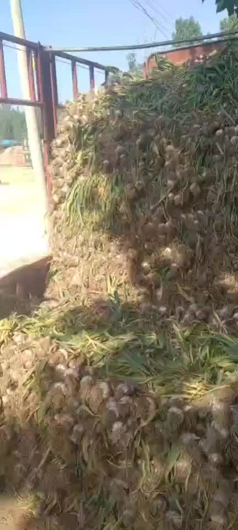 临清优质大蒜