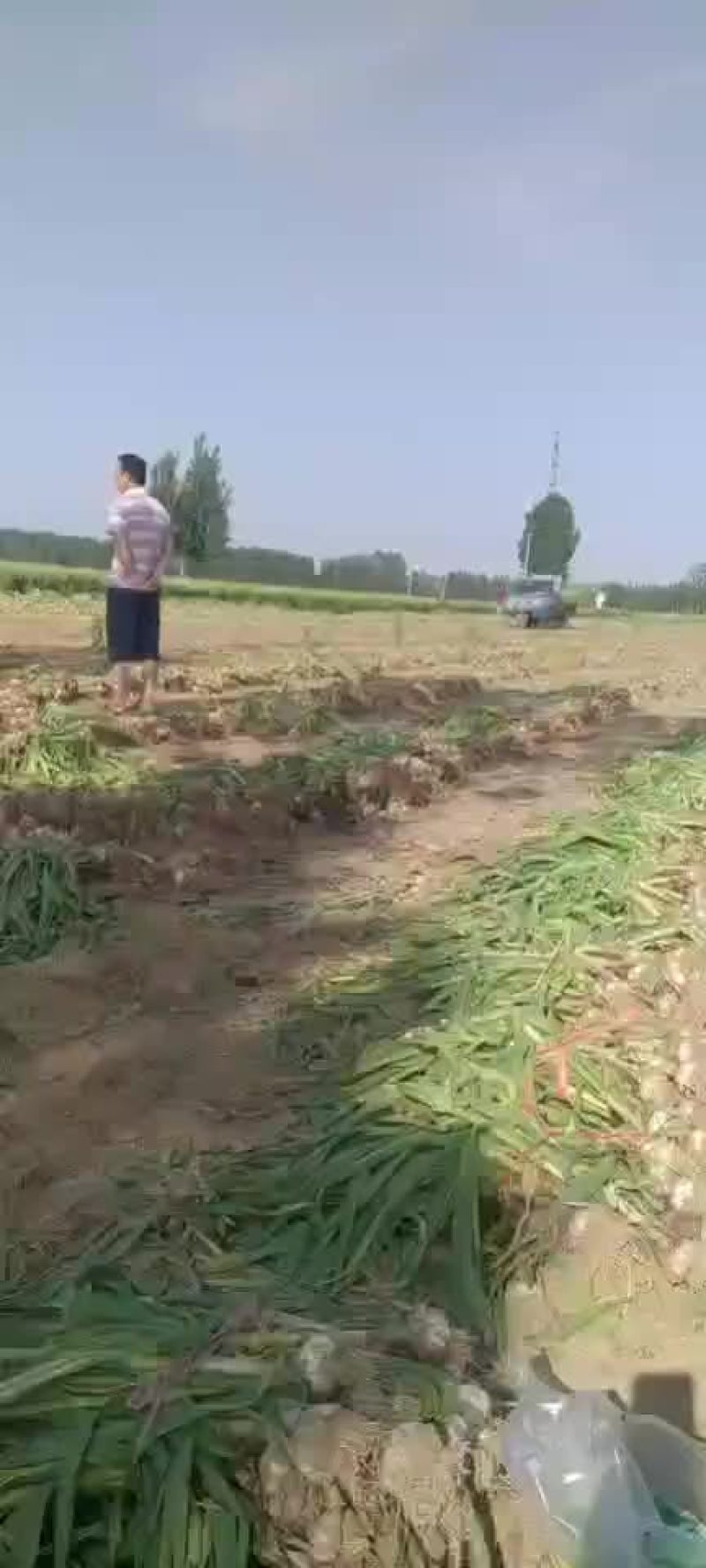 临清优质大蒜