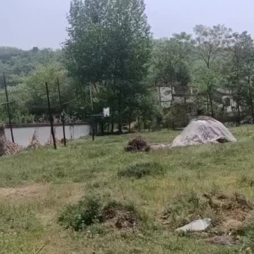 中蜂