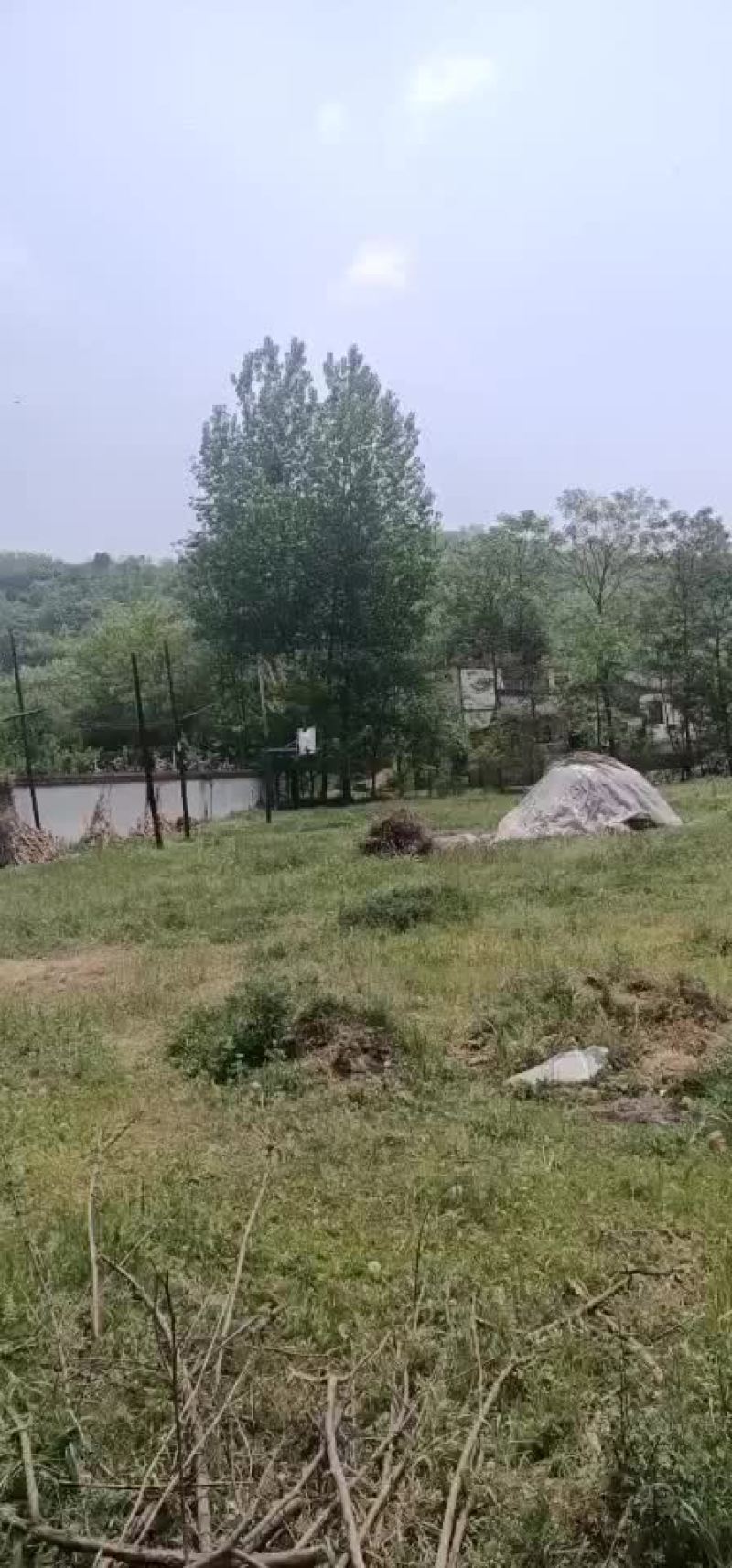 中蜂