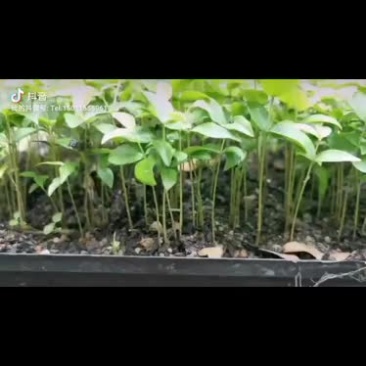 树葡萄苗初生苗