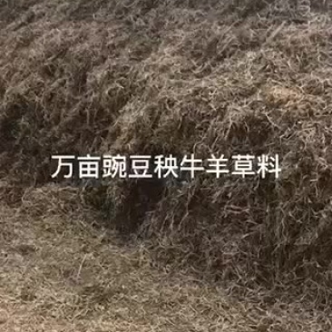 豌豆秧