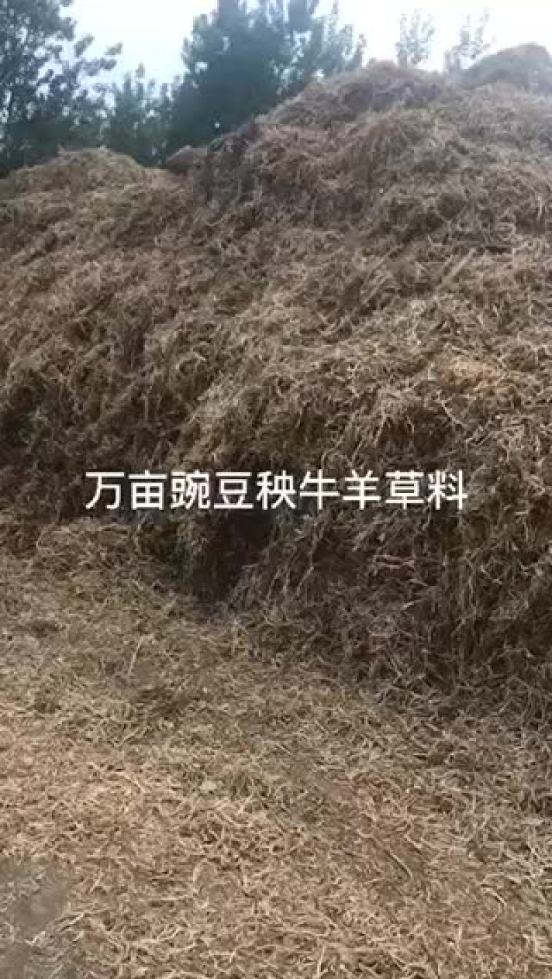 豌豆秧