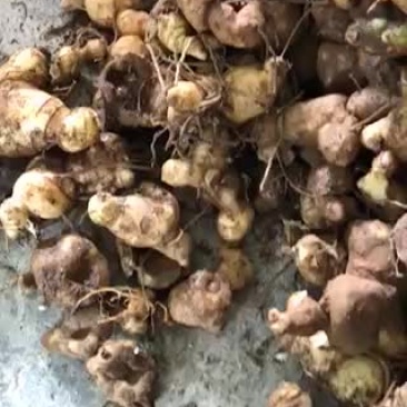 黄精种块黄精苗子种子出售