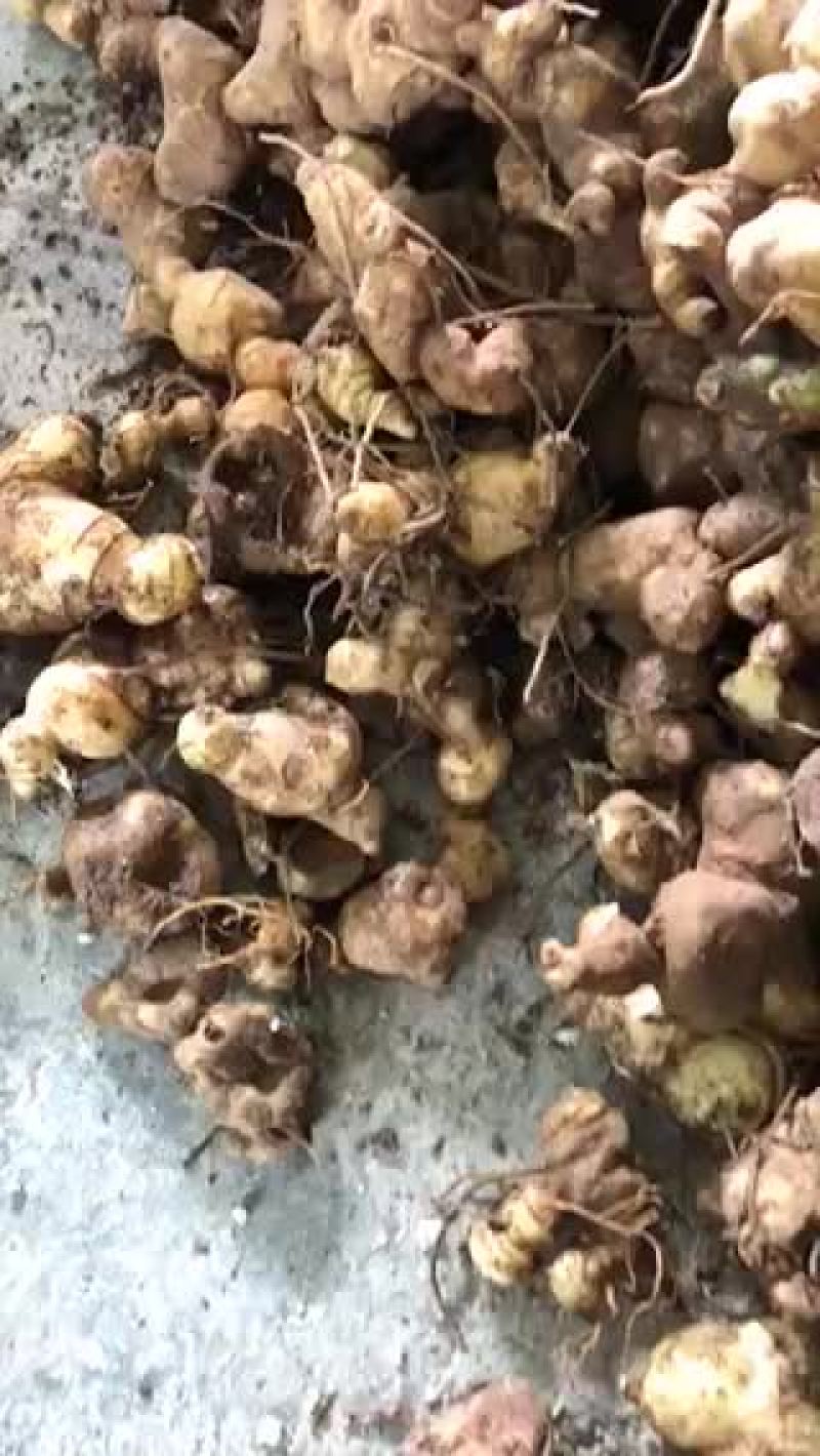 黄精种块黄精苗子种子出售