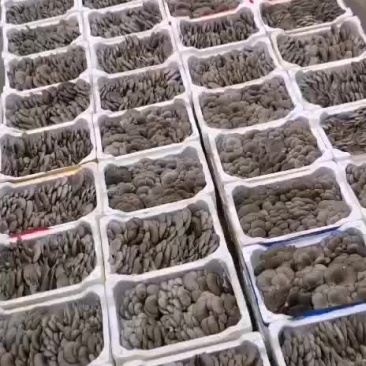 鲜平菇