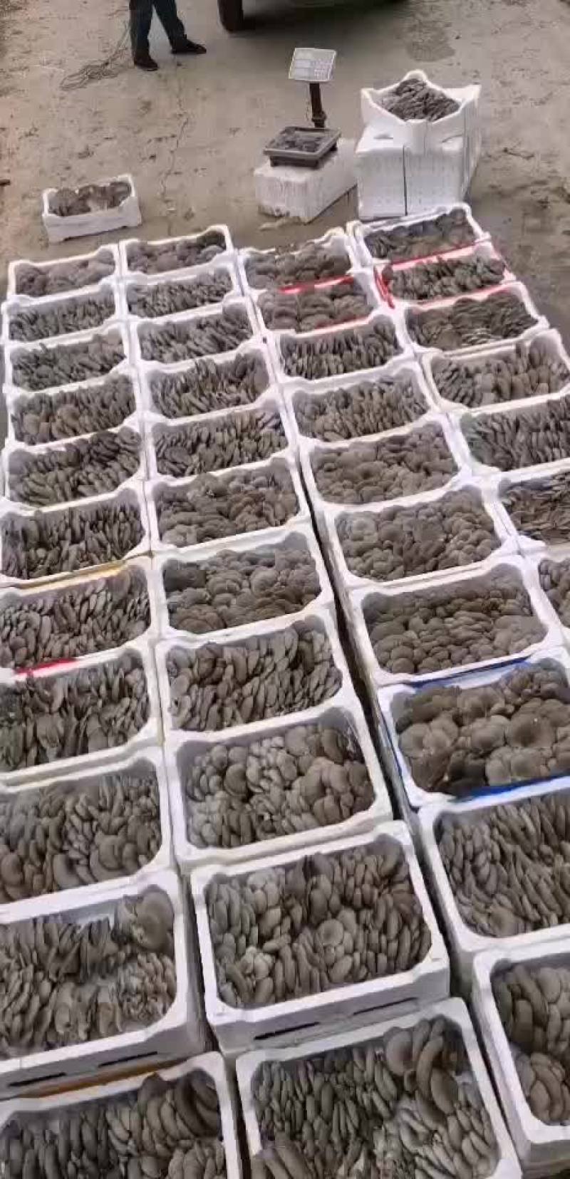 鲜平菇