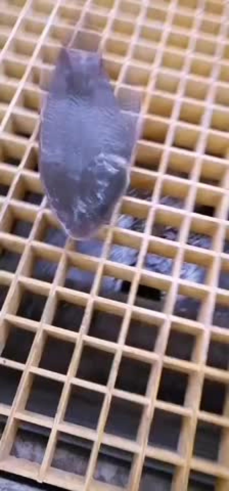 海水鱼类