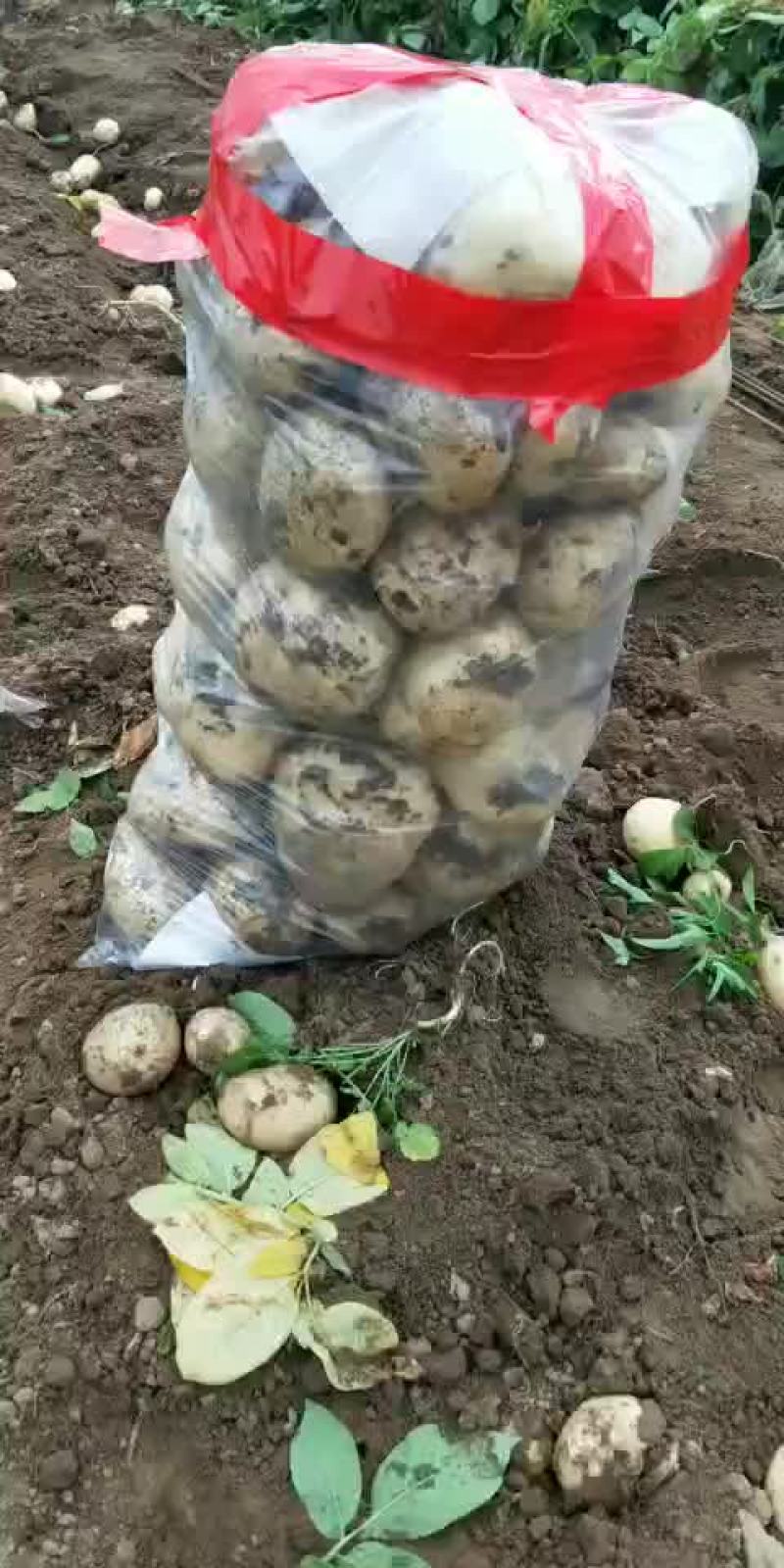 土豆