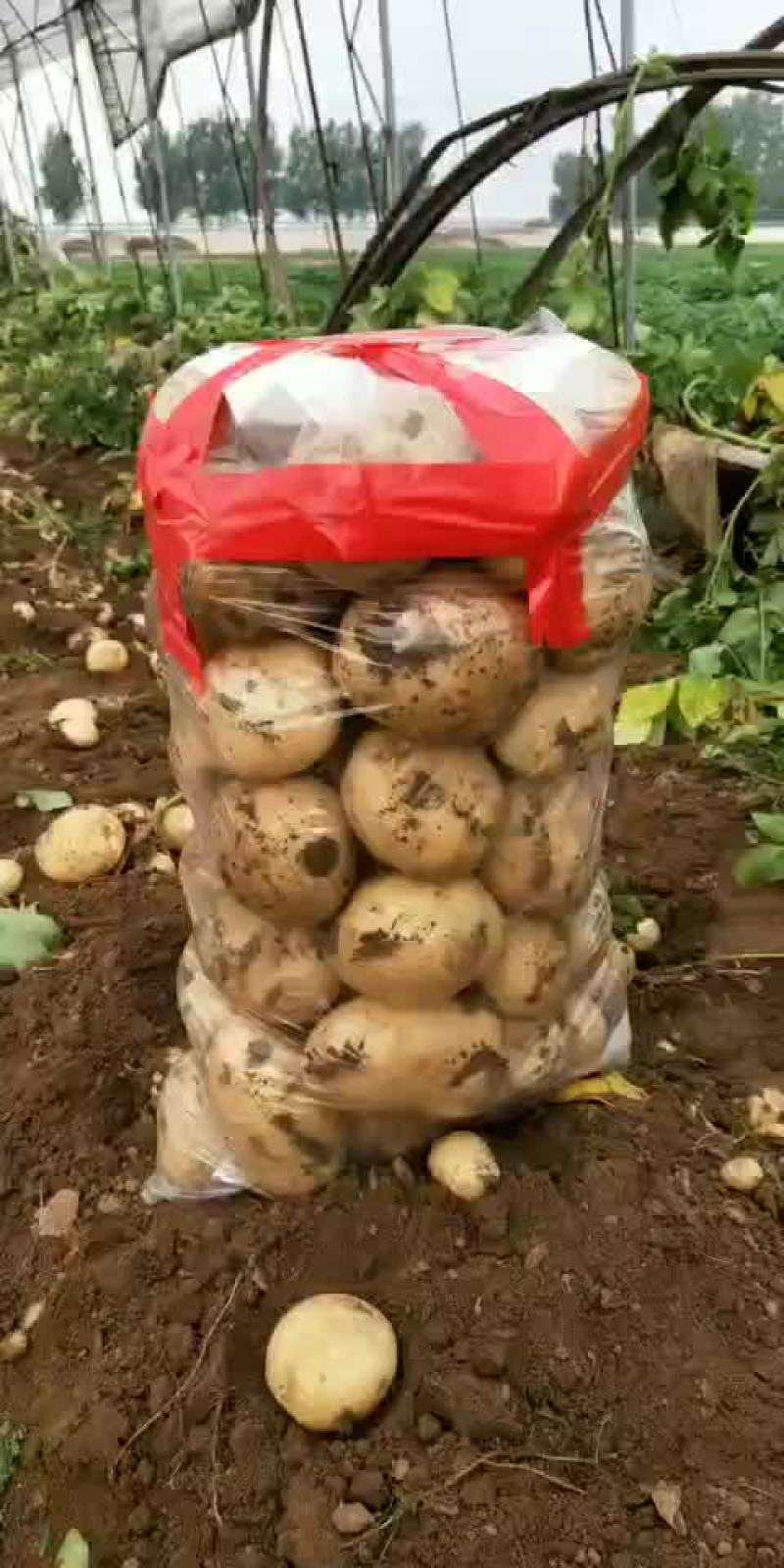 土豆