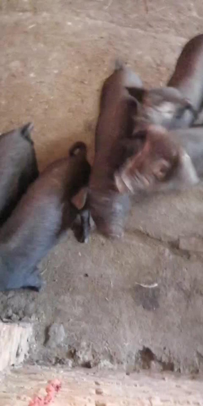 出售黑猪，猪仔，母猪