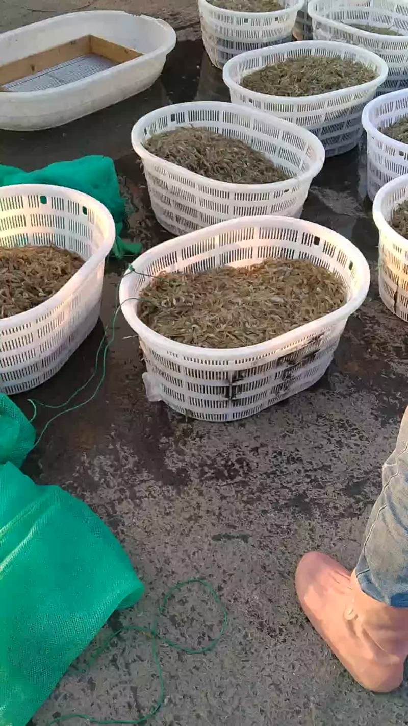 活虾