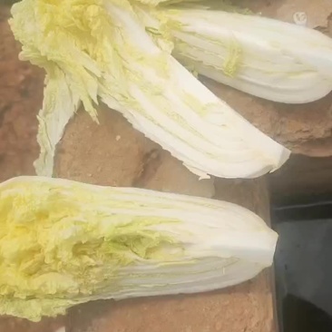 娃娃菜