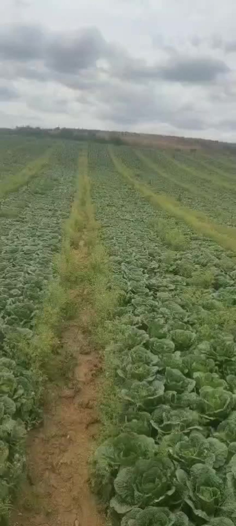 娃娃菜