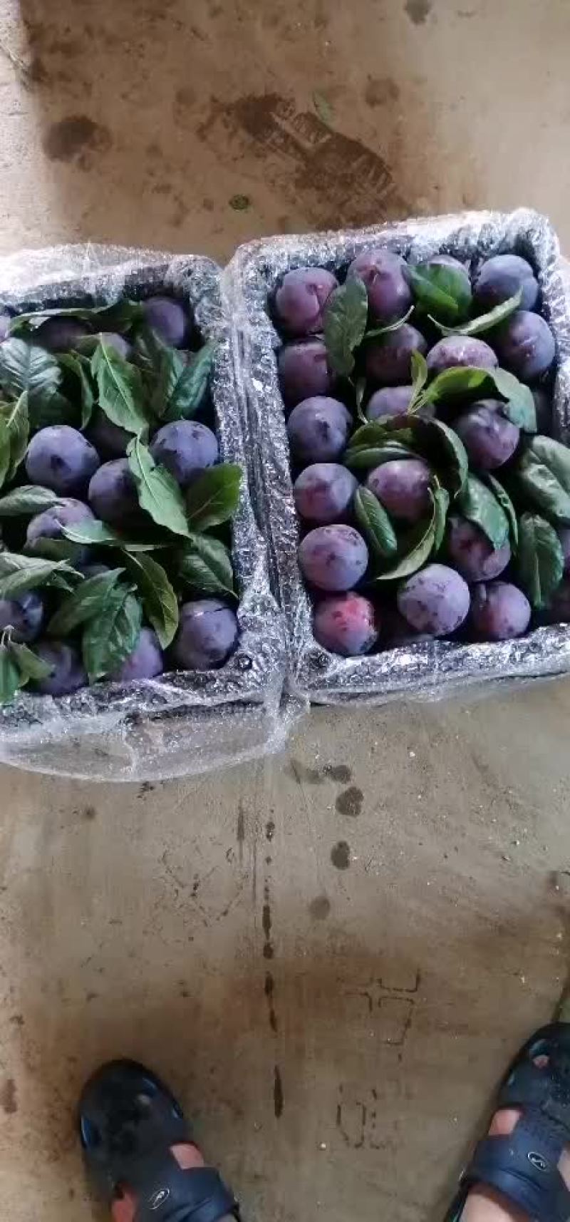 黑霸王李子。