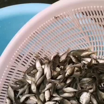 黄河鲤鱼寸苗