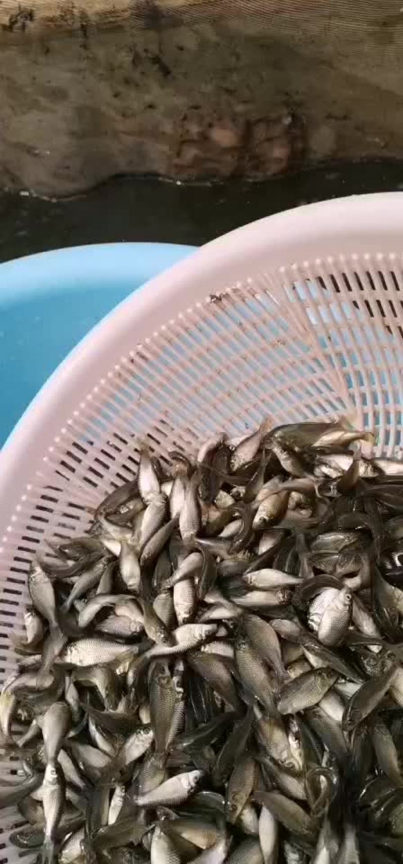 黄河鲤鱼寸苗